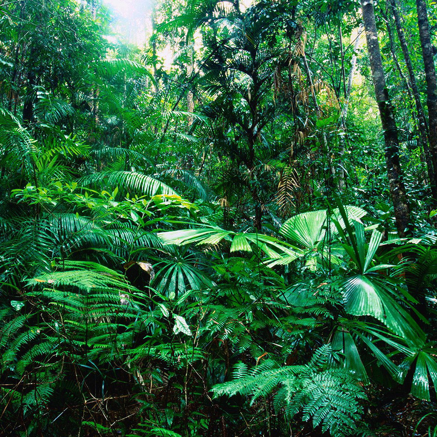 vallarta bosque tropical